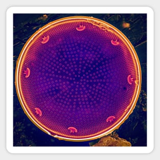 Diatom - Actinocyclus in SEM (Neon) Sticker